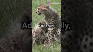 Why Baby Cheetahs Have Mohawks [upl. by Eneirda556]