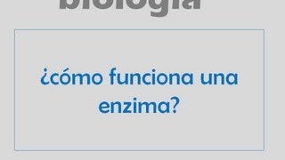 ¿Cómo funcionan las enzimas [upl. by Nauqed]