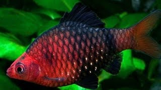 Pethia nigrofasciatus Black ruby barb Чёрный барбус [upl. by Ttennaj]