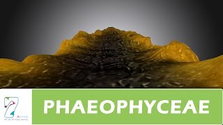 PHAEOPHYCEAE [upl. by Thebazile267]