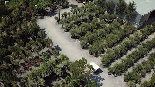 Olijfboom Specialist  Mediterrane bomen vertrouwd dichtbij  Moodfilm 2018 [upl. by Walcoff]