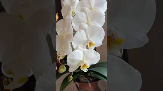 Results of trimming my orchid flower stalk to encourage reblooming plants [upl. by Latimore]