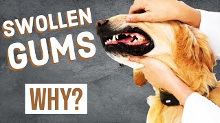 Dog Swollen Gums  Gingival Hyperplasia [upl. by Maude201]