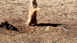 Prairie Dogs JumpYip [upl. by Jegar]