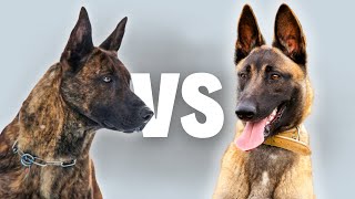 Dutch Shepherd Vs Belgian Malinois  Compare and Contrast [upl. by Nywnorb]