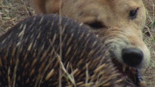 Meet the Echidna an Incredible FireProof Spiny Anteater [upl. by Leahciam578]