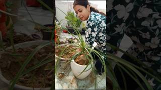 Growing ponytail palm nolina palm viral short [upl. by Kevyn]