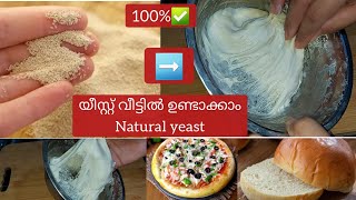 1 minute ✅️Homemade യീസ്റ്റ് യീസ്റ്റ് ഇനി ഇങ്ങനെ ഉണ്ടാക്കി നോക്കൂnatural yeast [upl. by Philender]