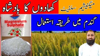 What is magnesium sulphate FertilizerHow to use magnesium sulfate in WheatBilal Kanju Official [upl. by Osrock]