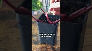 Let’s Help This New Philodendron Strawberry Shake Leaf houseplants philodendron [upl. by Docila]