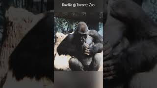 Gorilla beating chest at Toronto Zoo gorilla shorts wildlife [upl. by Marje]