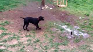 Puppy vs sprinkler [upl. by Hekking]