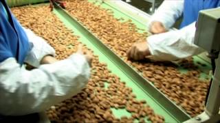 Chico Nut Company Sorting and Packing [upl. by Emelita]