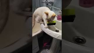 Grand Bathroom Thief Сat at the work [upl. by Attayek757]