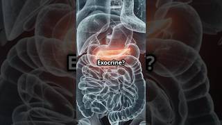 Human endocrine system pancreas theoryofphysics physicsfun anubhavsir gwalior [upl. by Ekusuy]