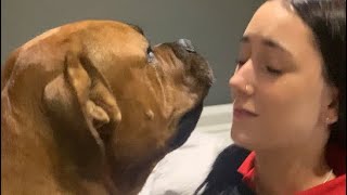 How many Times can Boerboel Sully get in trouble in 2 Minutes boerboel viralvideo doglover [upl. by Ellinehc505]