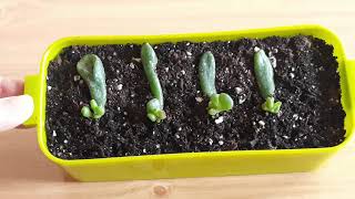 Step 3 How to Easy Propagate and grow and repotting quotCrassula Ovata Gollumquot [upl. by Auhsaj]