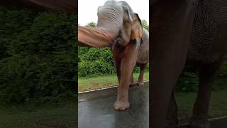 Buttala Raja elephant ගැහුවා නේද elephant buththala nattakotaa [upl. by Reivazx984]