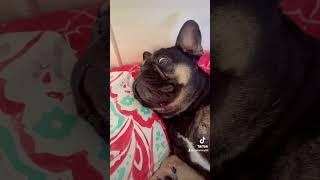 Snoozing 💤 cutedogs frenchiesofyoutube frenchie cutie funnyvideo sleepydog tiredpup 4u [upl. by Enelrats709]