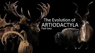 The Evolution of Artiodactyls part two  Deers antelopes and goats 🦌🐂 [upl. by Ennaecarg]