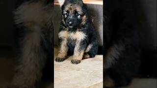 German shepherdshortsgsd trending viral [upl. by Varien]