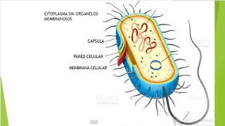 CELULA BACTERIANA [upl. by Jesselyn]