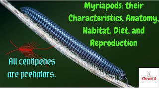 Myriapods their Characteristics Anatomy Habitat Diet and Reproduction [upl. by Fang81]