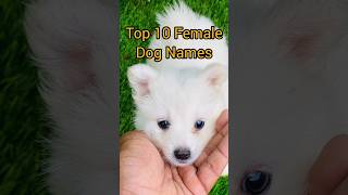 Top 10 Female dog names [upl. by Angela743]