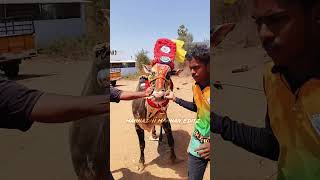 Tn24 Krishnagiri kotta da Eruthukattu kotta WhatsApp status Krishnagiri top bull legend [upl. by Cloutman]