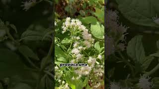 Top 10 de Plantas Mortales La Ageratina altissima N° 7 [upl. by Westleigh]