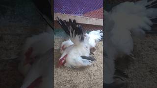 🐥Japanese Bentham Blackdale Chickensakheraenimelashorts chicken [upl. by Sutit]