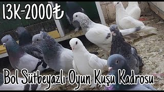 Bol Sütbeyazlı Oyun Kuşu Kadrosu [upl. by Ybroc]