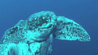 Leatherback Turtle Encounter Florida Scuba Divers [upl. by Ocirederf]