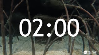 2 Minute Timer  Mangrove Habitat [upl. by Eidolem]