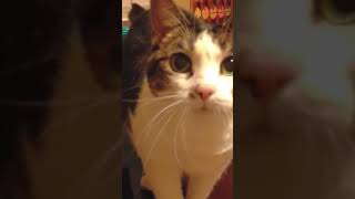 Talking Cats Funniest Moments – You Won’t Stop Laughing [upl. by Fonda]