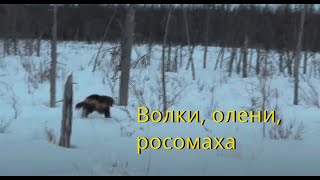 Rangifer tarandus Волки олени росомаха [upl. by Estevan]