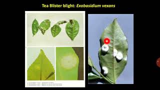 Lecture 23 3  General characters of Basidiomycota fungi Smut PAT 201 [upl. by Aneed]