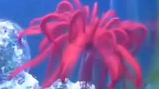 Swimming Crinoids Feather Starfish the living Fossil [upl. by Nomzaj667]