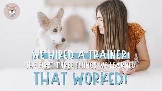 Tips for Training Your Corgi  3 Tricks to Train Your Dog [upl. by Nepsa]