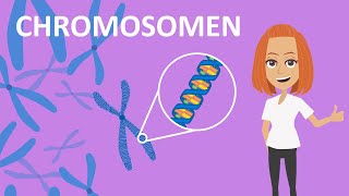 Chromosomen  Funktion amp Aufbau  Studyflix [upl. by Reinert238]