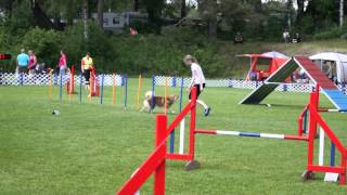 Finsk Lapphund Tara  Agility klasse 1 stor [upl. by Wright]