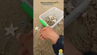 Rescue mission over 100 starfish safely returned to their home 🥺 [upl. by Loferski]