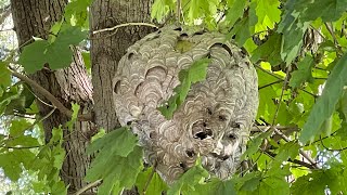 Massive bald face hornet nest removal Wasp nest Infested with hornets [upl. by Ori]