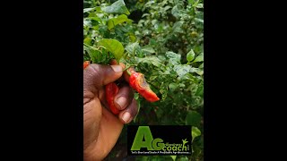 Anthracnose disease infection in pepper farm [upl. by Mohl211]