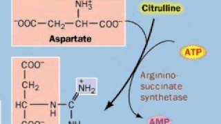 Urea Cycle [upl. by Jami]