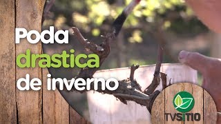 COMO FAZER A PODA DRÁSTICA DE INVERNO NA VIDEIRA [upl. by Eustacia]