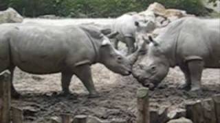 streitende nashörner zoo osnabrück [upl. by Procora]