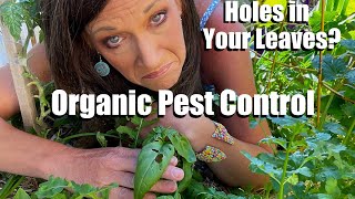 Holes in Your Leaves Organic Pest Control Solutions for your Vegetable Garden [upl. by Riatsila]