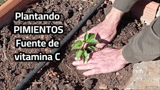 Plantando PIMIENTOS en BANCALES ELEVADOS Huerto saludable [upl. by Nelhsa]