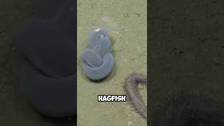 Hagfish Interested Facts hagfish fish nature shorts [upl. by Ynatsyd]